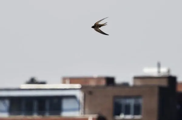 Nul-op-de-meter en goed voor de dieren