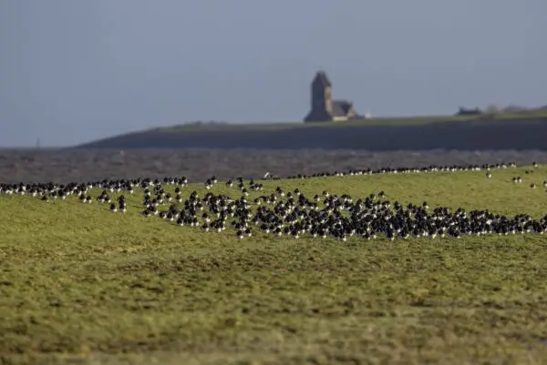 Friesland, mijn liefde – Oeds Westerhof over de kracht van de eenvoud